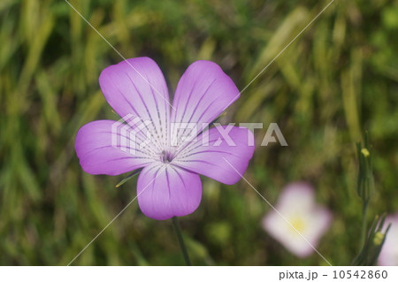 ムギナデシコ 10542860