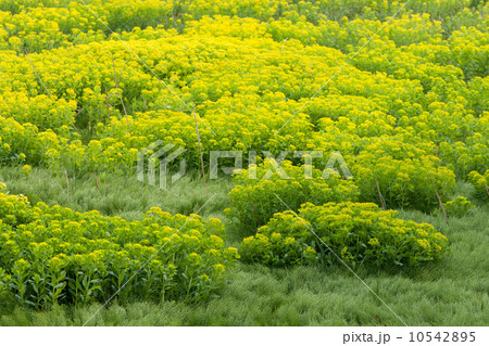 ノウルシ 10542895