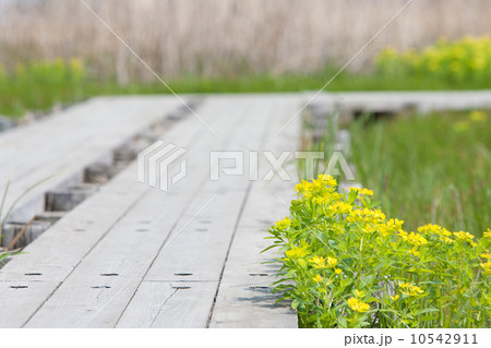 ノウルシ 10542911