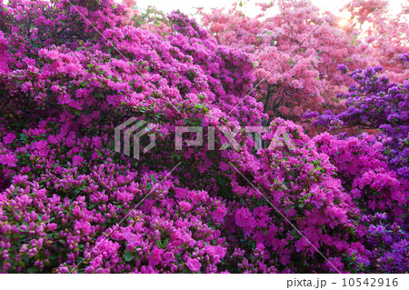 ツツジ ツツジ 10542916