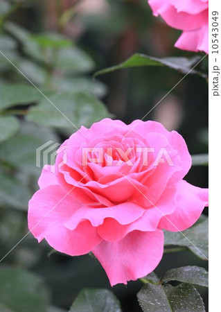 マヌウ・メイアン 10543049