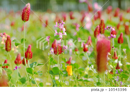 お花畑 お花畑 10543396