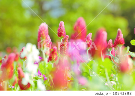 お花畑 10543398
