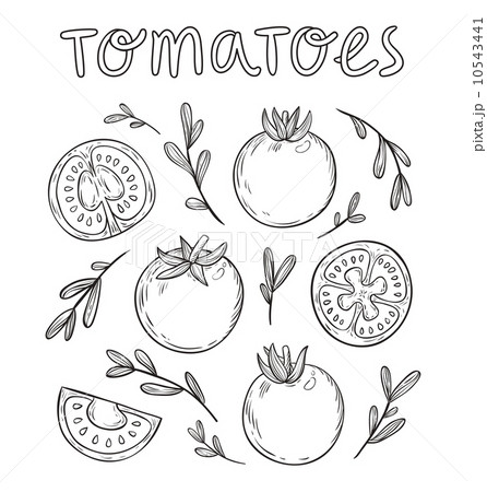 Sketched tomatoes Sketched tomatoes 10543441
