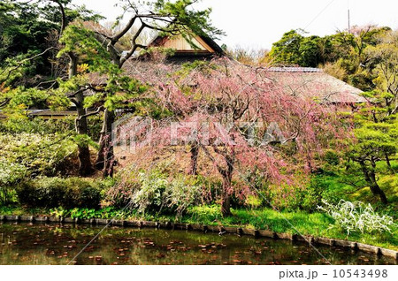 三渓園散策行 10543498