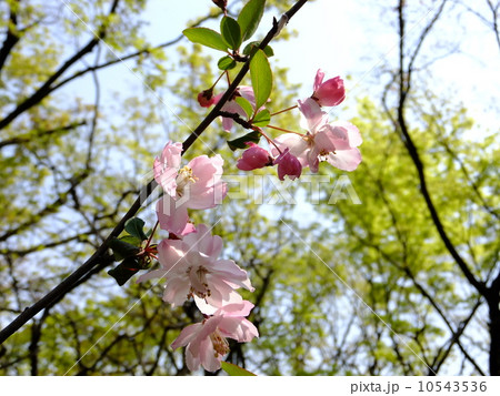 桜 桜 10543536