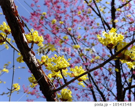 サンシュユ 10543548