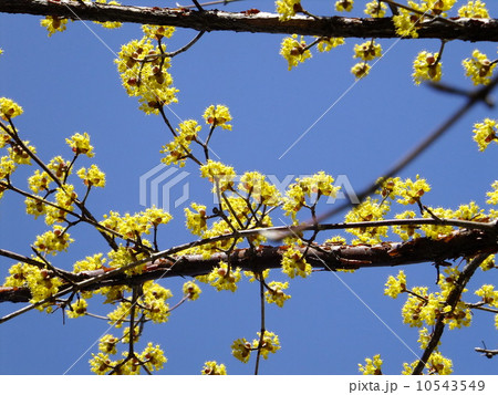 サンシュユ 10543549