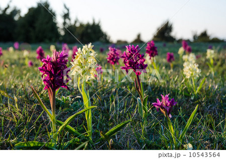 Orchids in morning sun 10543564