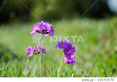 Primula wildflower closeup Primula wildflower closeup 10543570