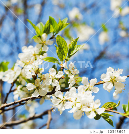 twig of cherry blossoms twig of cherry blossoms 10543695