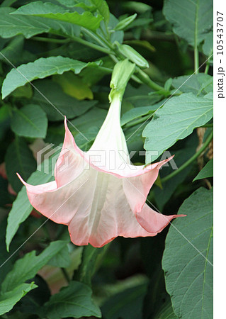 ブルグマンシア 10543707