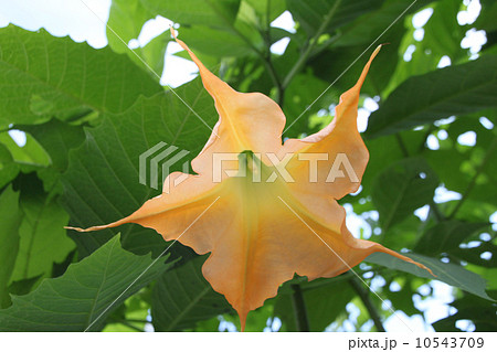 ブルグマンシア 10543709