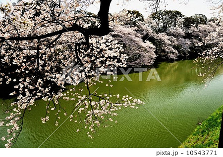 千鳥ヶ淵公園散策行 千鳥ヶ淵公園散策行 10543771
