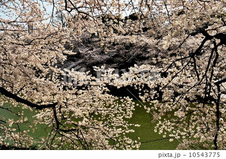 千鳥ヶ淵公園散策行 10543775