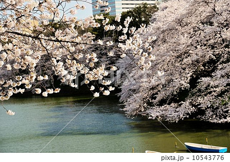 千鳥ヶ淵公園散策行 千鳥ヶ淵公園散策行 10543776