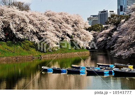千鳥ヶ淵公園散策行 千鳥ヶ淵公園散策行 10543777