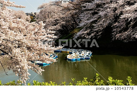 千鳥ヶ淵公園散策公 千鳥ヶ淵公園散策公 10543778