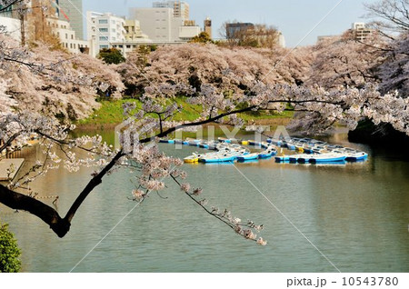 千鳥ヶ淵公園散策行 千鳥ヶ淵公園散策行 10543780