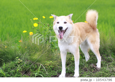 田んぼの畦道にいる笑顔の犬 10543796