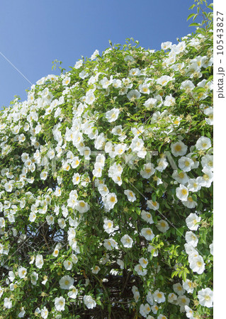 ナニワイバラ ナニワイバラ 10543827