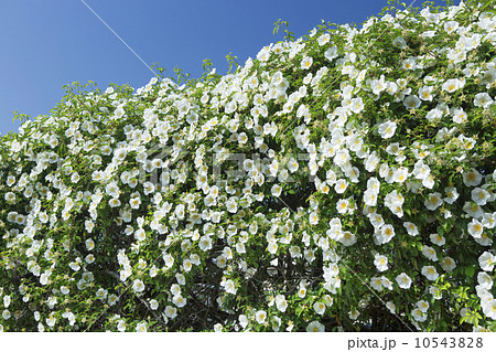 ナニワイバラ ナニワイバラ 10543828