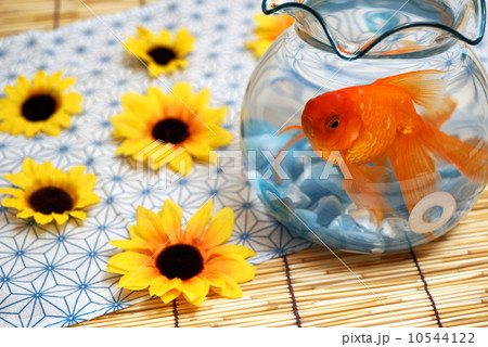 金魚 金魚 10544122