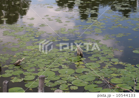 水元公園の水辺 10544133