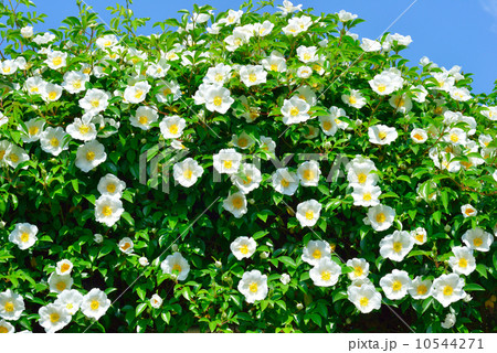 ナニワノイバラ ナニワノイバラ 10544271