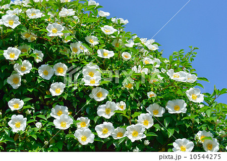 ナニワノイバラ ナニワノイバラ 10544275