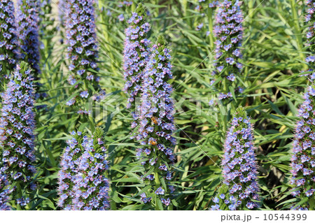 エキウム 10544399