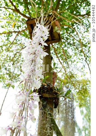 orchids on trees orchids on trees 10544482
