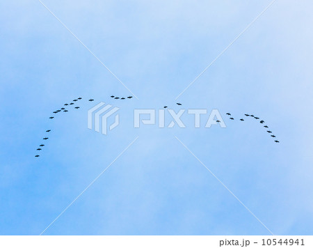 Flock of Geese Flock of Geese 10544941