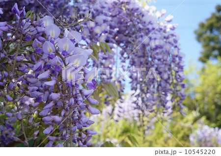 初夏の晴れの日に咲いた藤の花 愛媛県四国中央市 初夏の晴れの日に咲いた藤の花 愛媛県四国中央市 10545220
