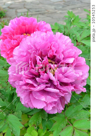 牡丹 牡丹 10545253