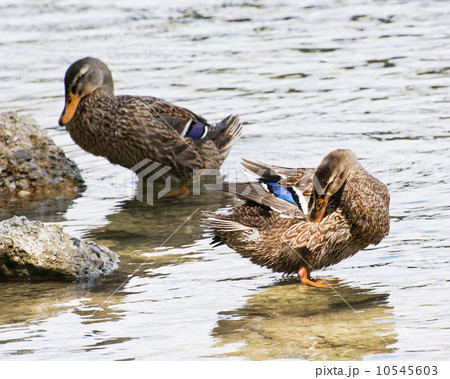 Two mallard ducks in a river 10545603