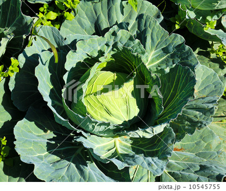 Cabbage head in a field. 10545755
