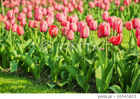 Red beautiful tulips 10545815