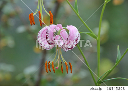 ユリ ユリ 10545898