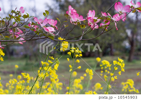 ハナミズキと菜の花 ハナミズキと菜の花 10545903
