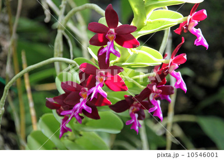 トリコグロッティス 10546001