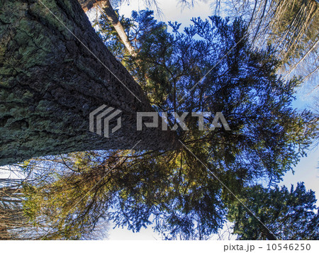 Kroon spruce 10546250