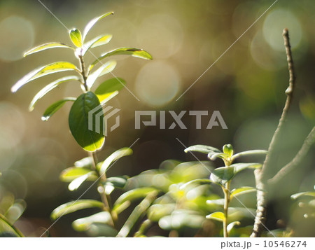 cranberries in the forest 10546274