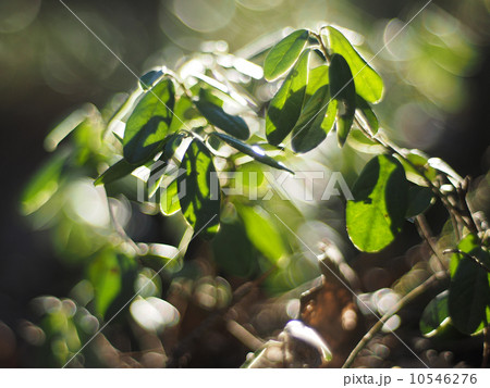 cranberries in the forest 10546276