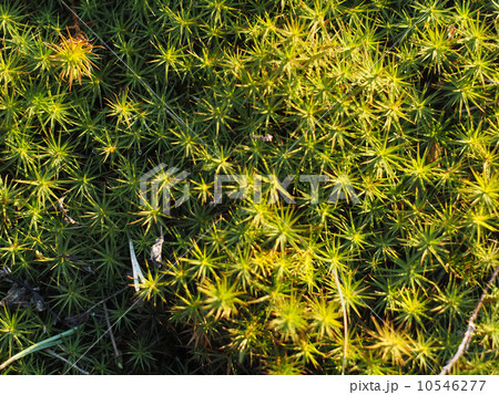 haircap in the woods 10546277
