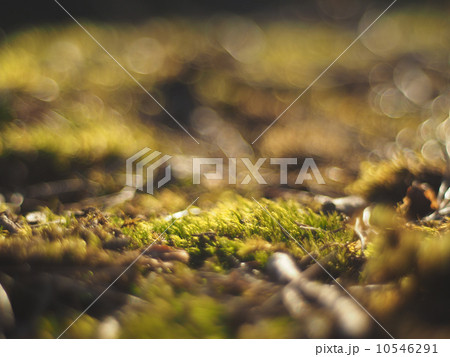 haircap in the woods haircap in the woods 10546291