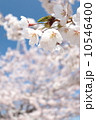 桜 10546400