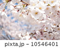 桜 10546401