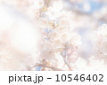 桜 10546402
