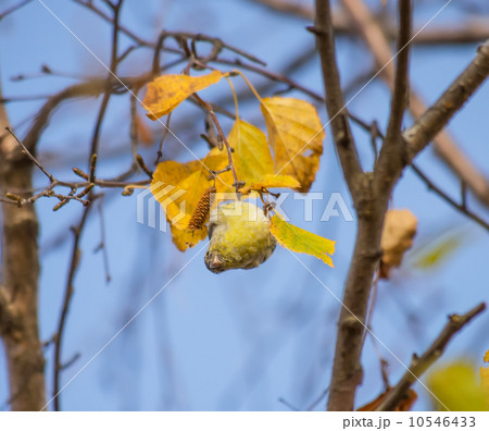 Siskin on the tree 10546433
